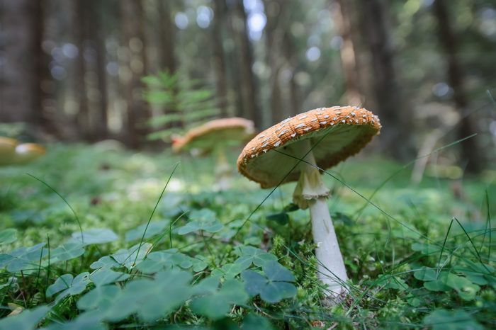 Naturfotografie