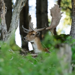 Tier- und Naturfotografie