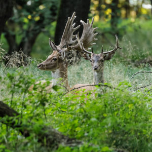 Tier- und Naturfotografie