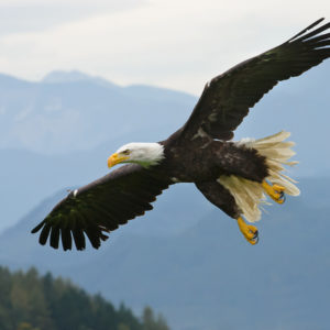 Tier- und Naturfotografie