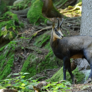 Tier- und Naturfotografie