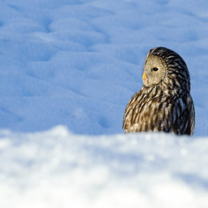 Tier- und Naturfotografie