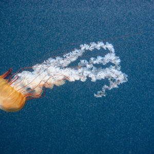 Tier- und Naturfotografie