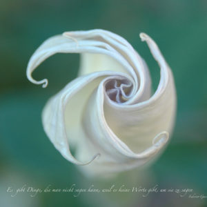 Naturimpressionen - Blumen