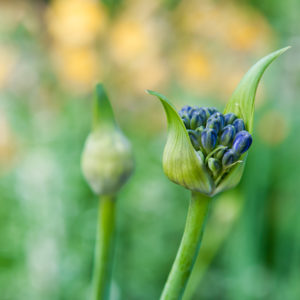 Naturimpressionen - Blume -blau -Knospe - Gras