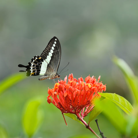 Naturimpressionen - Blumen Schmetterling - Blüte