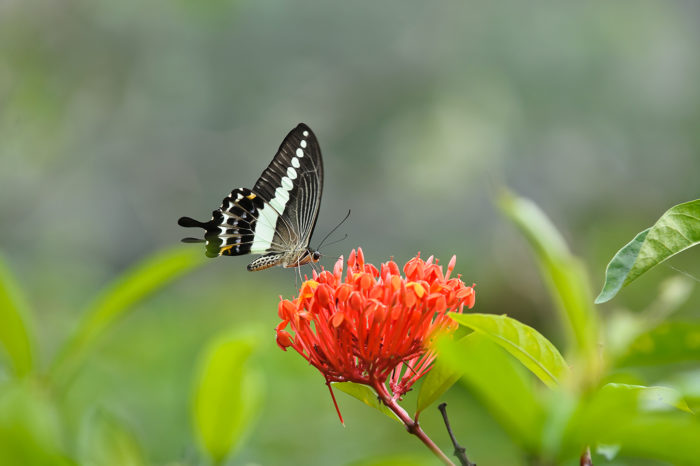 Naturimpressionen - Blumen Schmetterling - Blüte