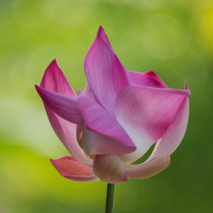 Naturimpressionen - Blumen