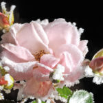 gefrorene Rose - rosarote Blüte