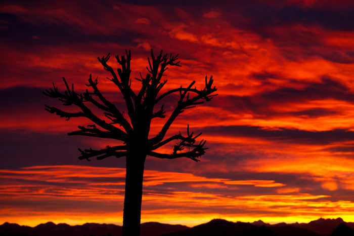 Baum im Abendrot mit Wolkenstimmung
